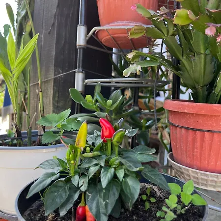 Agriturismo Hidden Paradise Trjavna